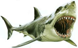 Польза и вред белой акулы